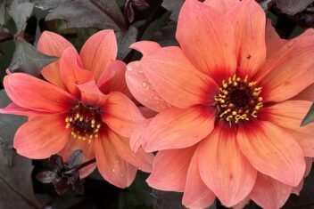 Oranje/abrikooskleurige bloemen van een nieuwe dahlia.