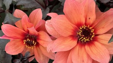 Oranje/abrikooskleurige bloemen van een nieuwe dahlia.
