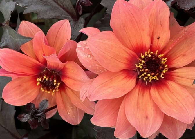 Oranje/abrikooskleurige bloemen van een nieuwe dahlia.