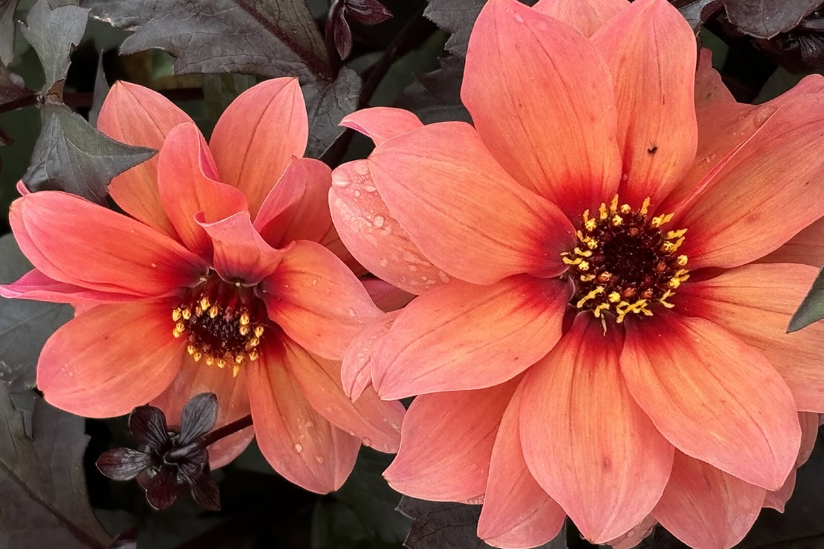 Oranje/abrikooskleurige bloemen van een nieuwe dahlia.