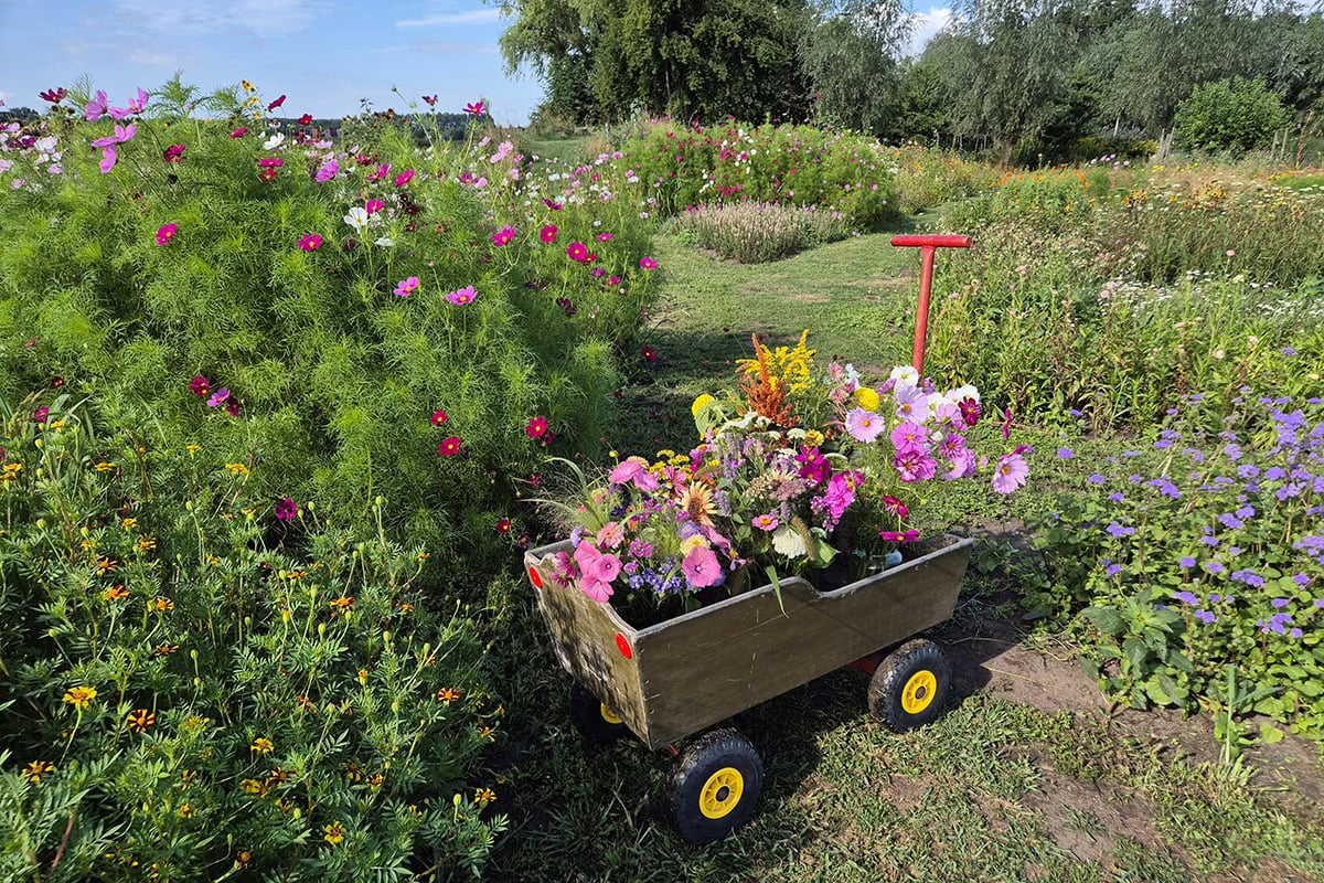 Kar met bloemen in de pluktuin.