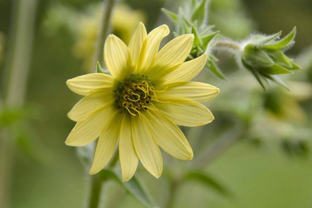 Gele bloem.