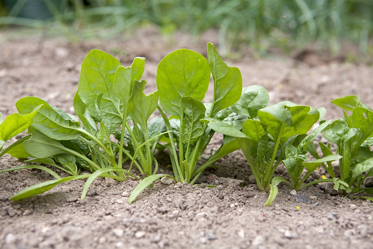 Jonge spinazieplanten op een rijtje.