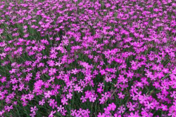 Felroze bloemen met groene stelen.