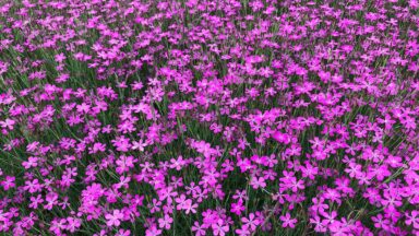 Felroze bloemen met groene stelen.