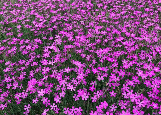 Felroze bloemen met groene stelen.
