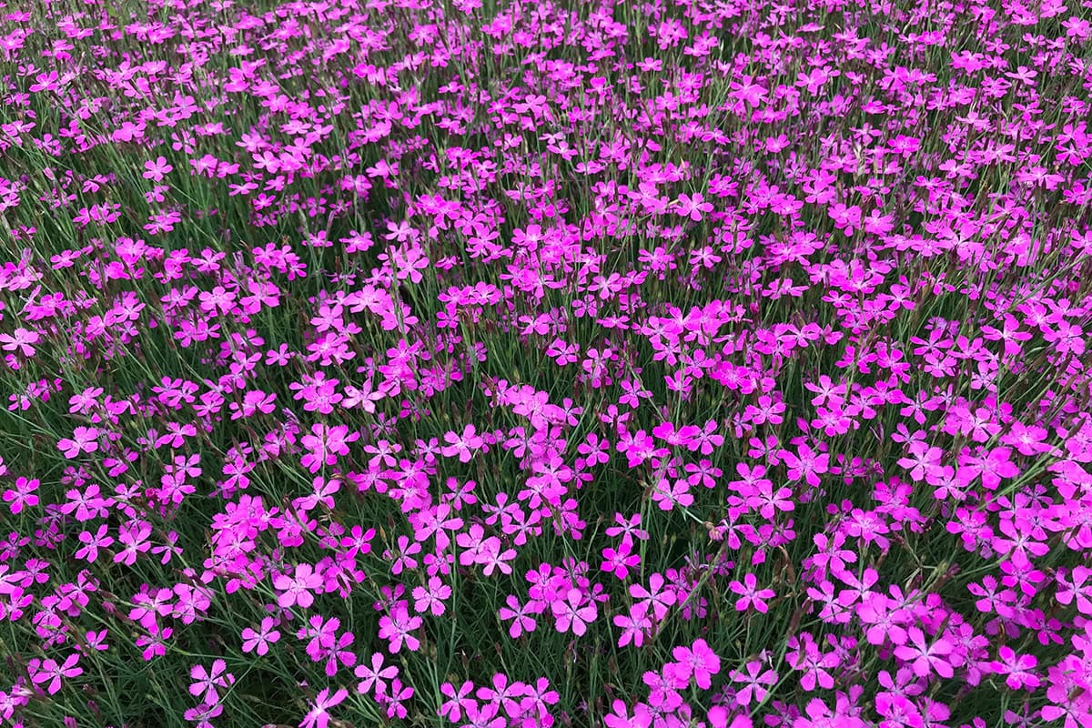 Felroze bloemen met groene stelen.