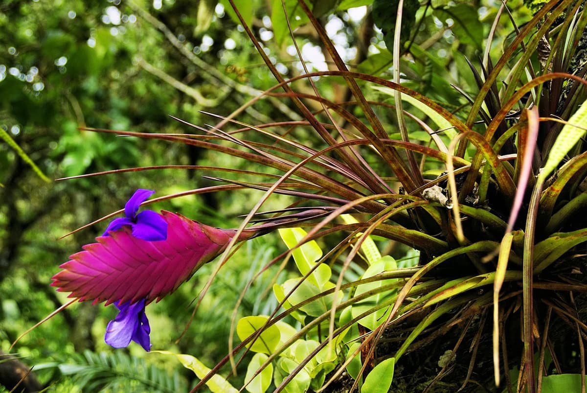 Sprieterige plant met felroze bloem op boom.