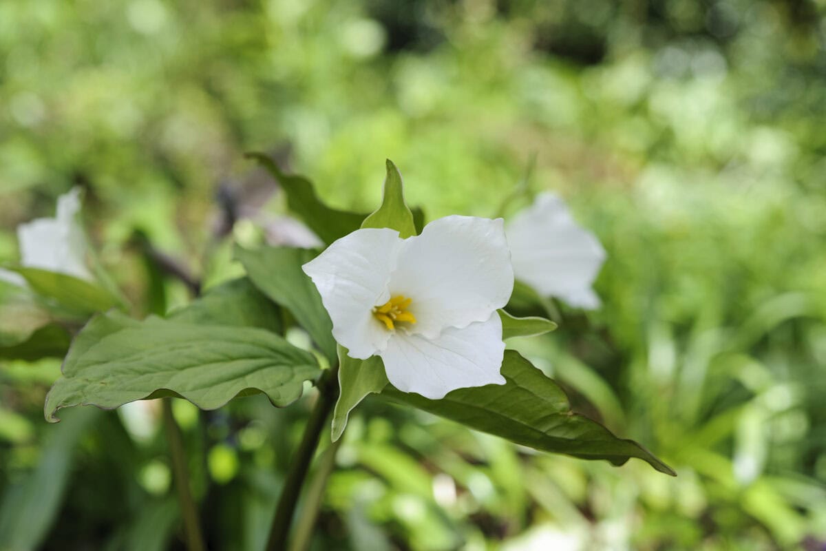 Schaduwplant met een witte bloem en geel hart.