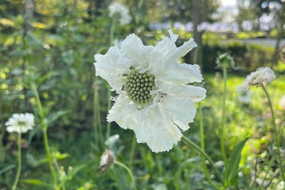 Witte bloemhoofd van duifkruid