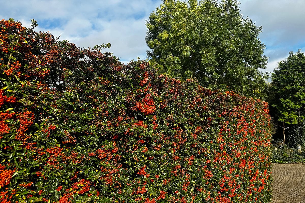 Haag van vuurdoorn als tuinafscheiding.