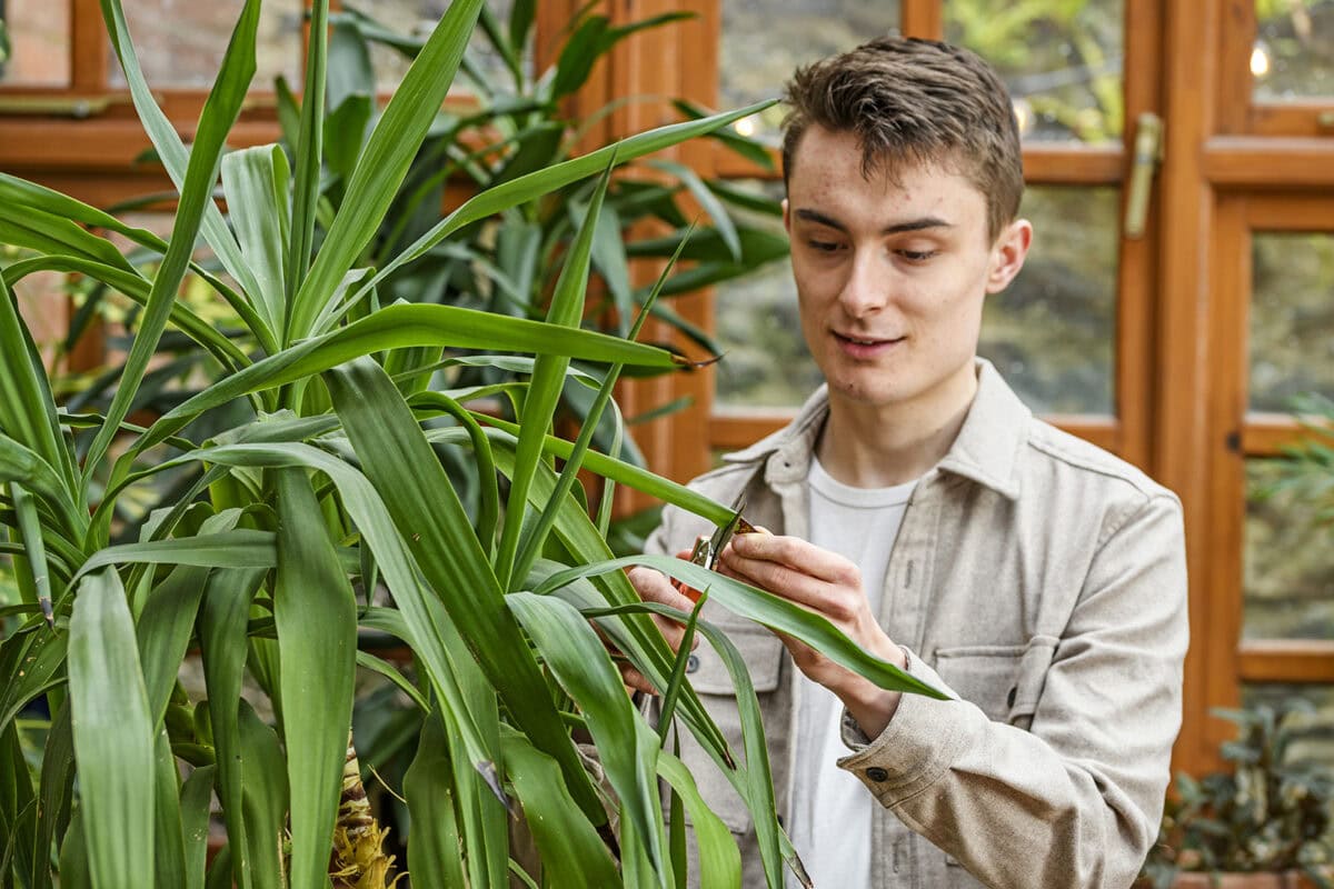 Man bij yucca plant in de serre.