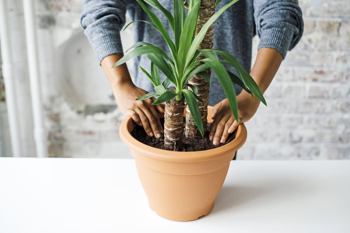 Iemand zet met 2 handen een yucca in een pot.