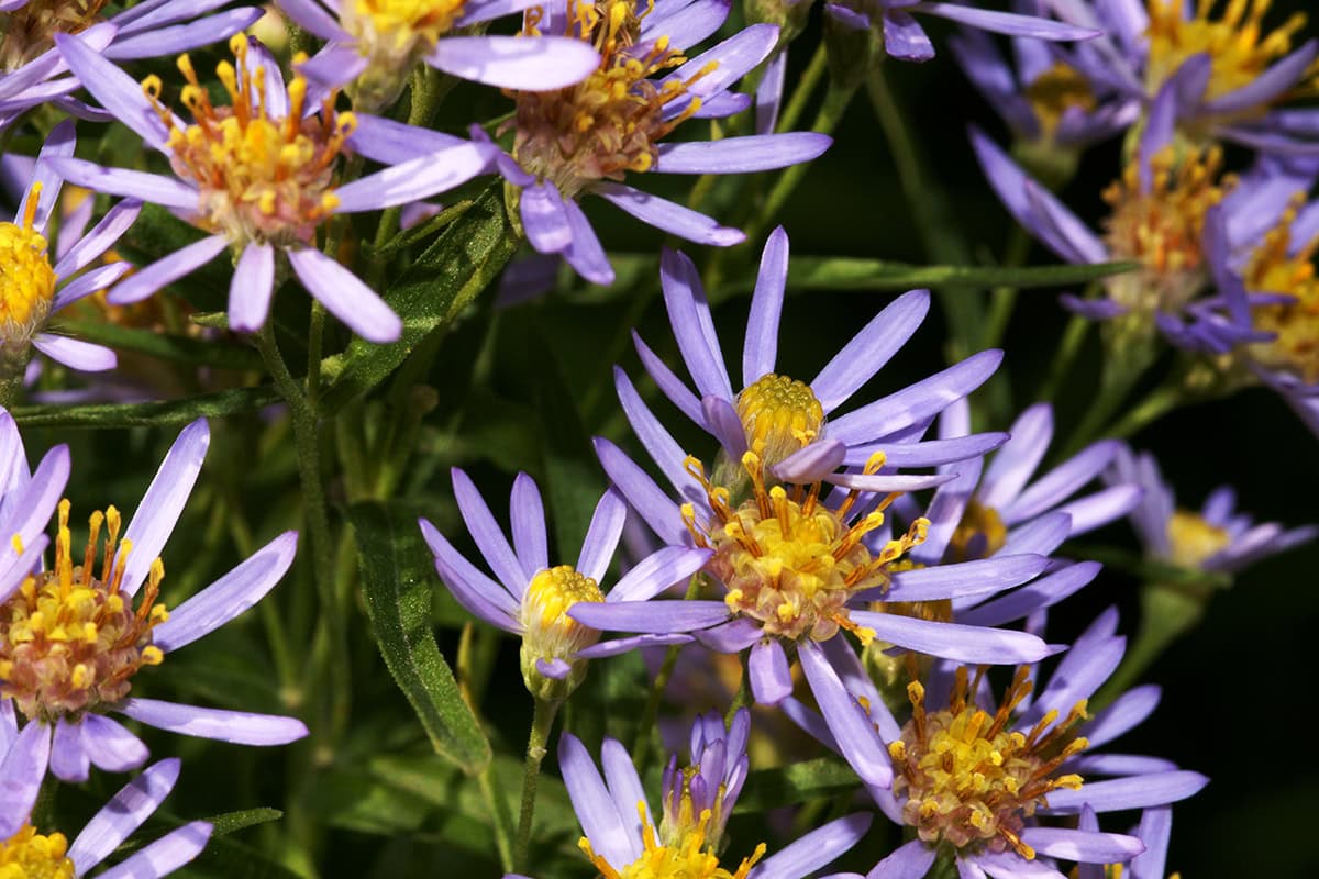 Paars-lila bloemen met geel hart.
