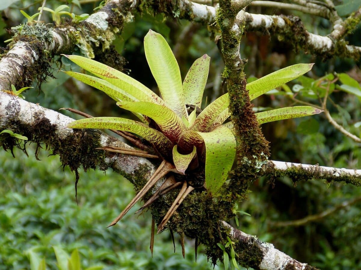 Plant met lange groene bladeren groeit op boomtak in jungle.