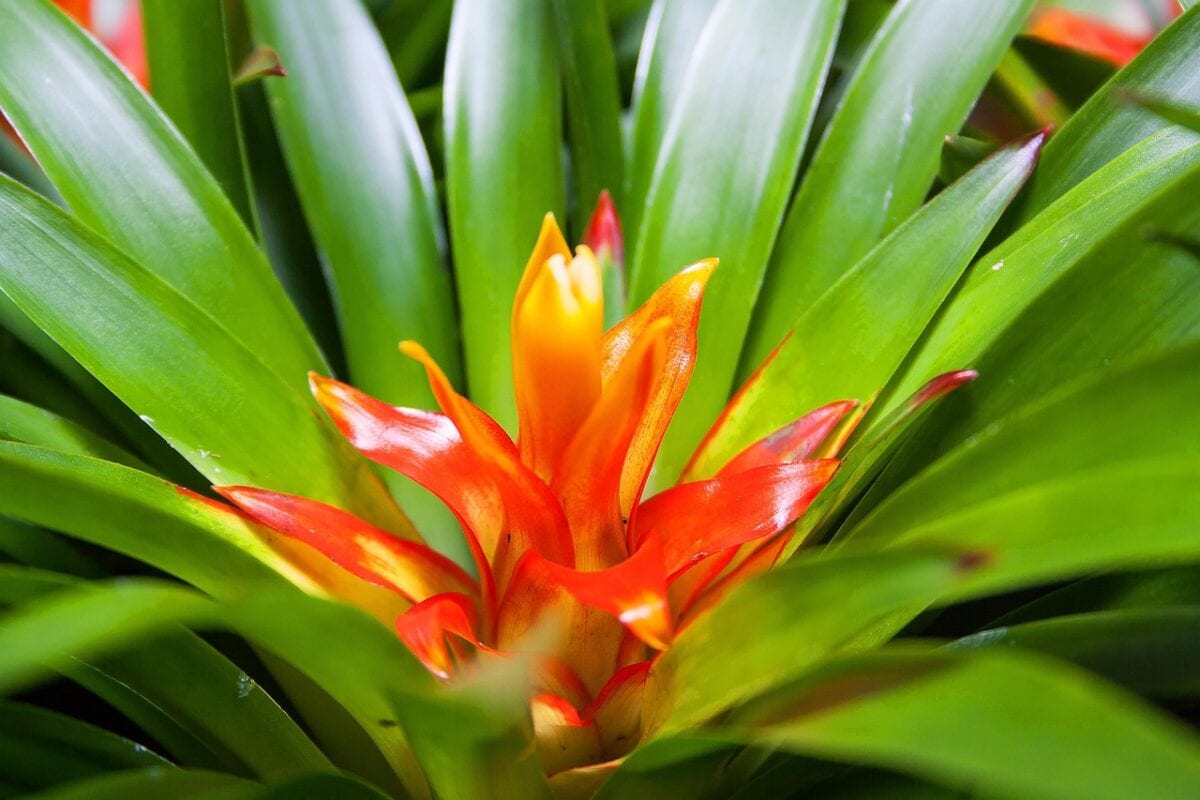 Roodoranje bloemen in groen hard van bladeren.