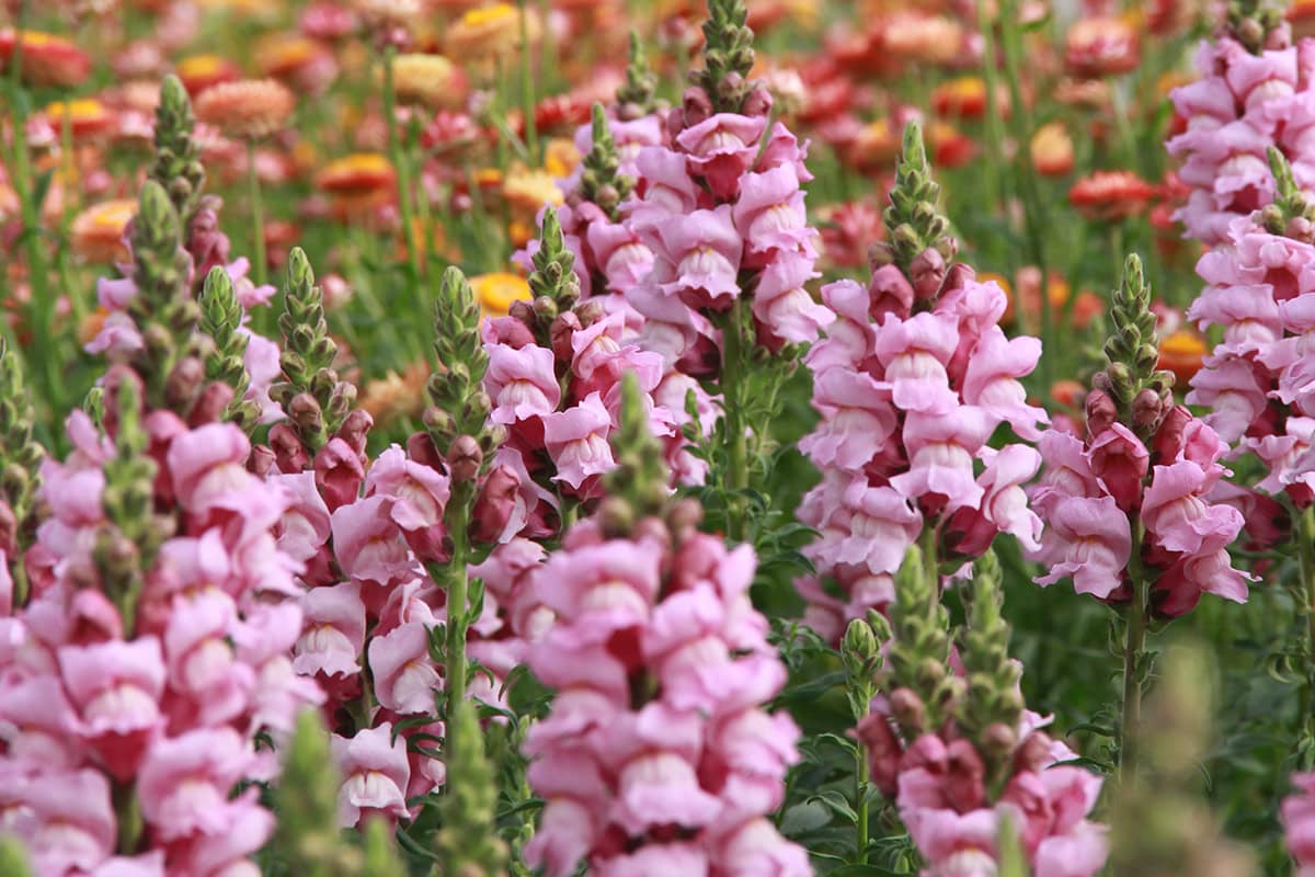 Roze leeuwenbek en oranje-gele strobloem.