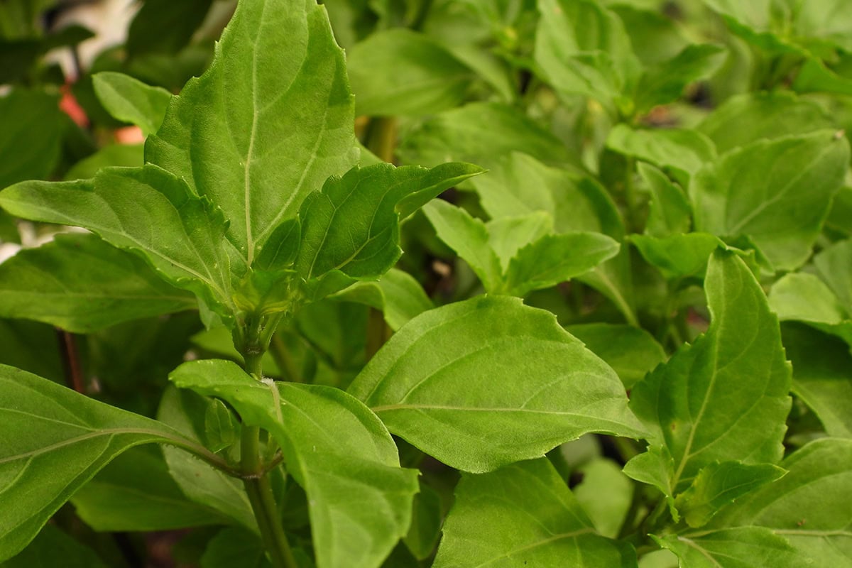 Groen blad van de madeirabasilicum