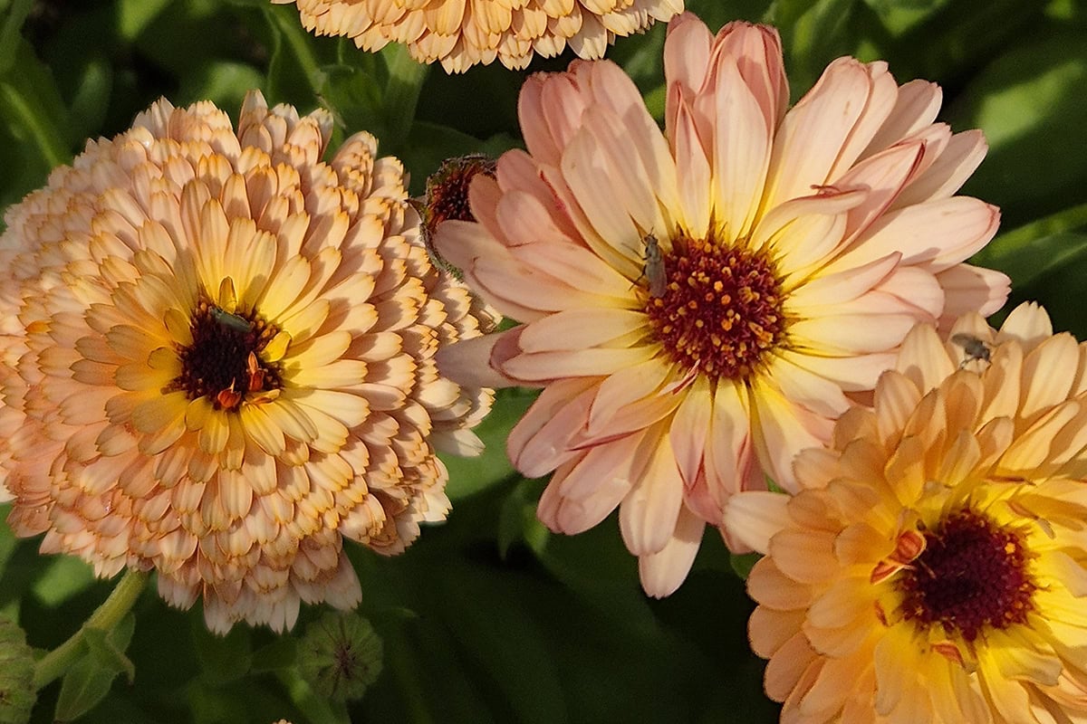 Oranje met abrikooskleurige goudebloemen.