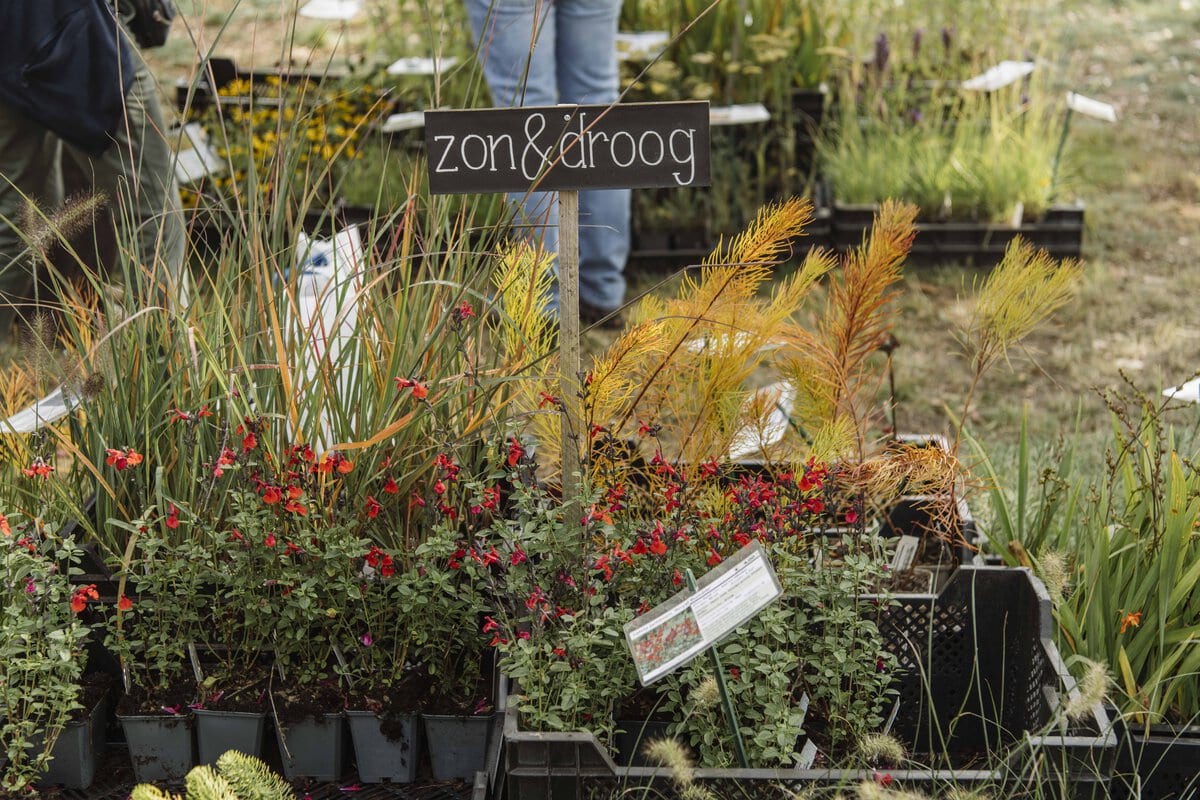 Mooie planten met het bordje 'zon & droog'.
