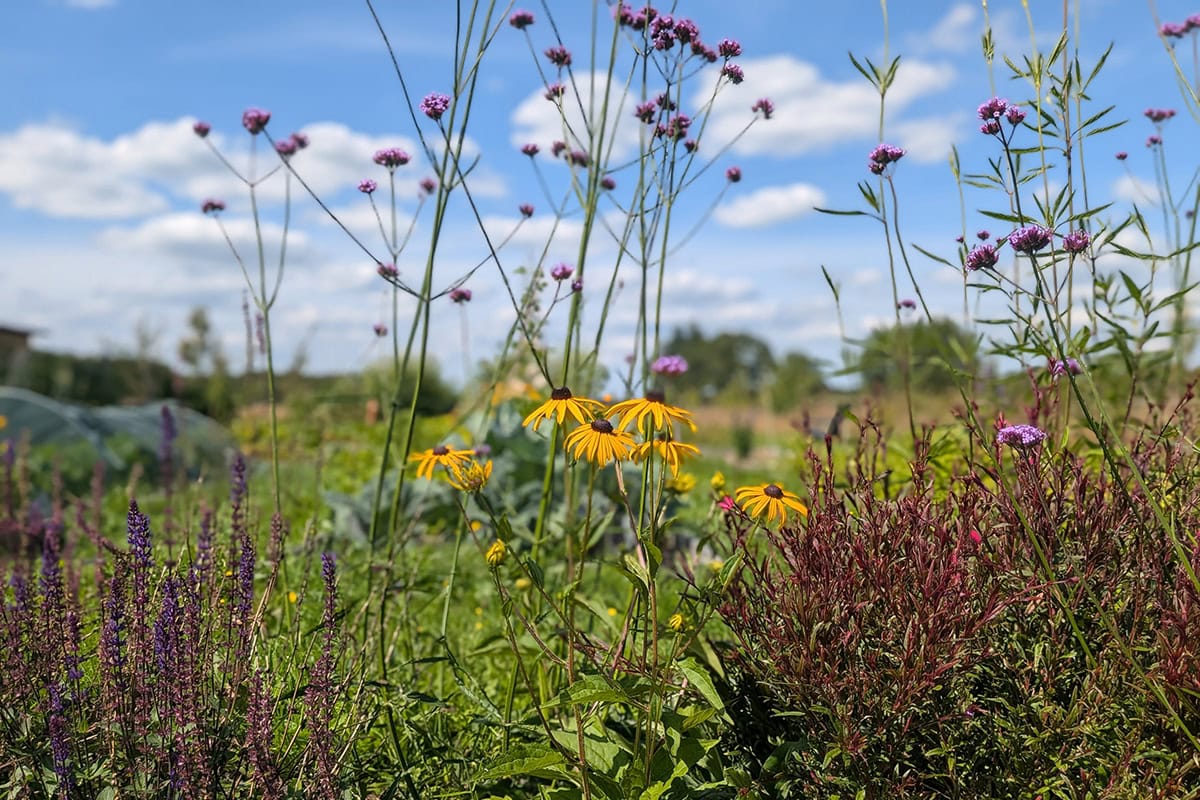Meerdere bloeiende vaste planten, zoals gele rudbeckia.