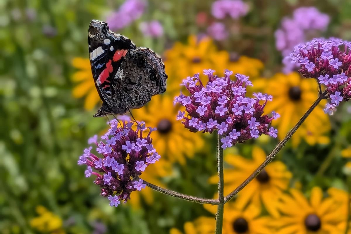 Vlinder op ijzerhard, paarse bloem