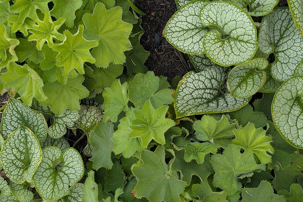 Vaste planten met decoratief blad