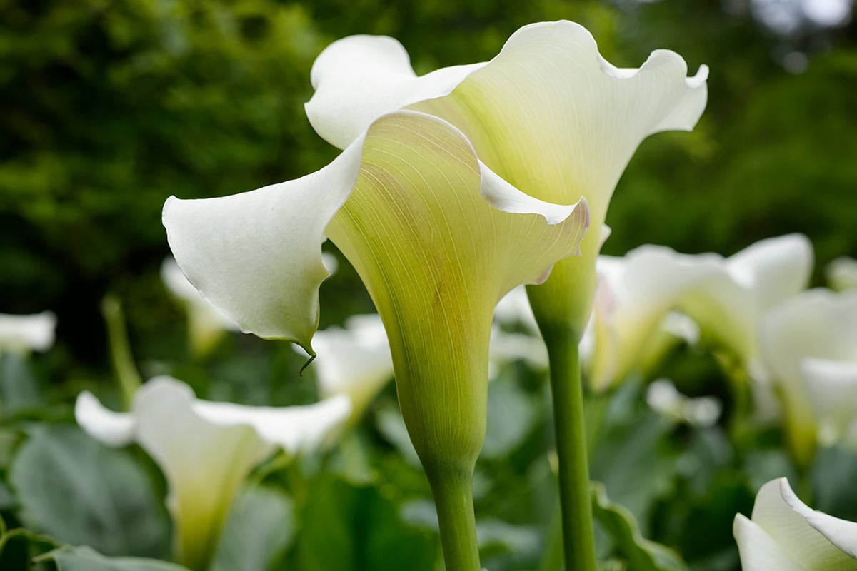 Witte grote kelkvormige bloembladen met groenige onderkant en groene stengel.