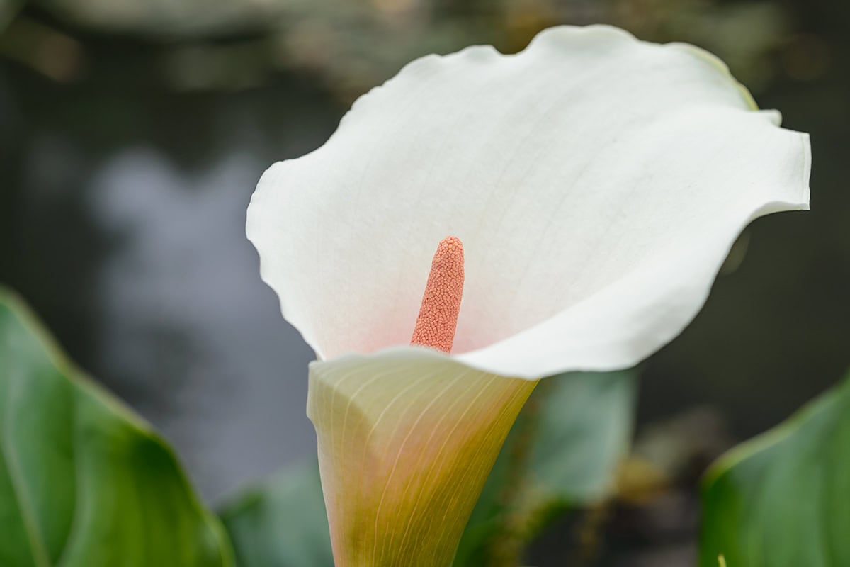 Witte kelkbloem