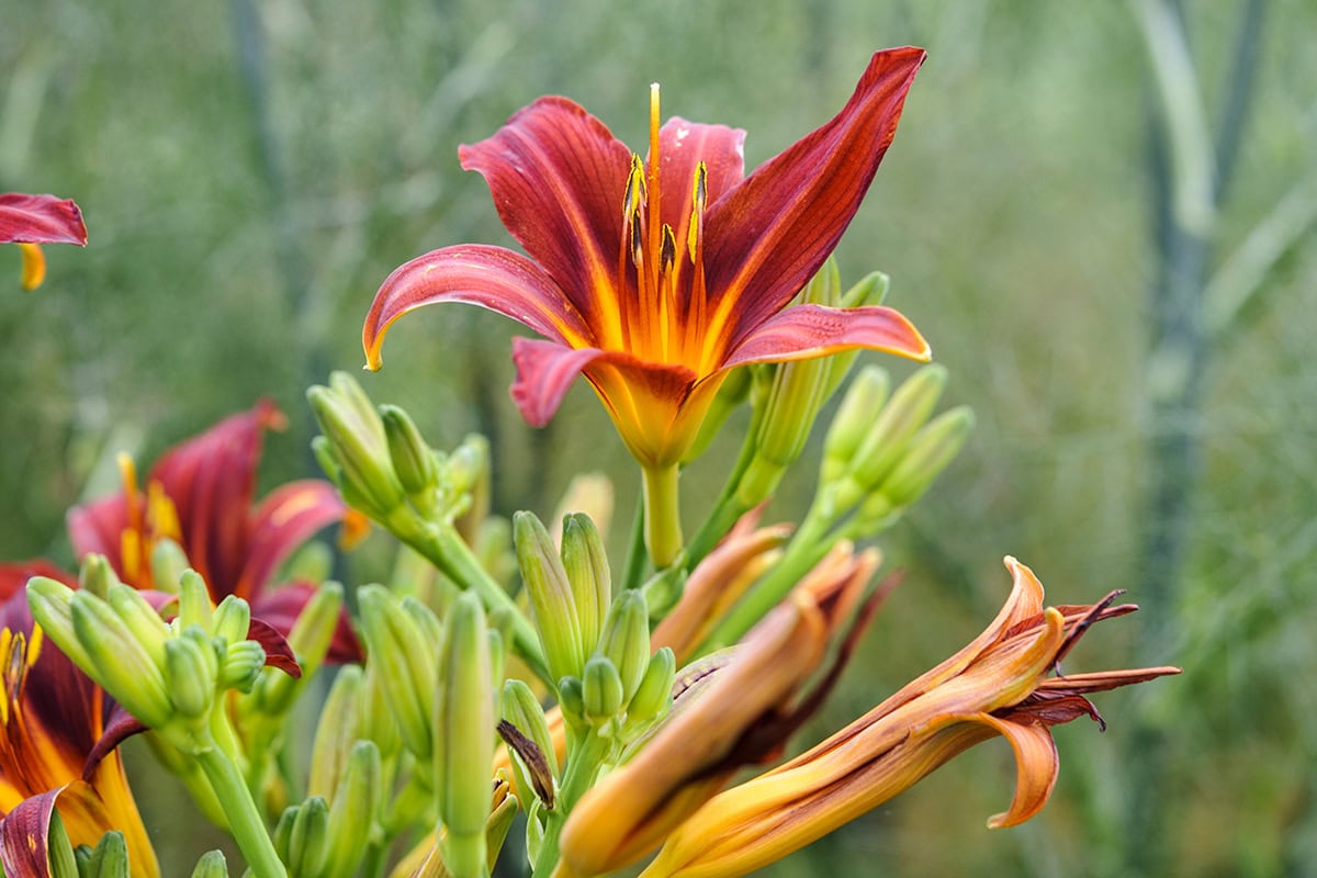 De rood-ranje bloem van de daglelie.