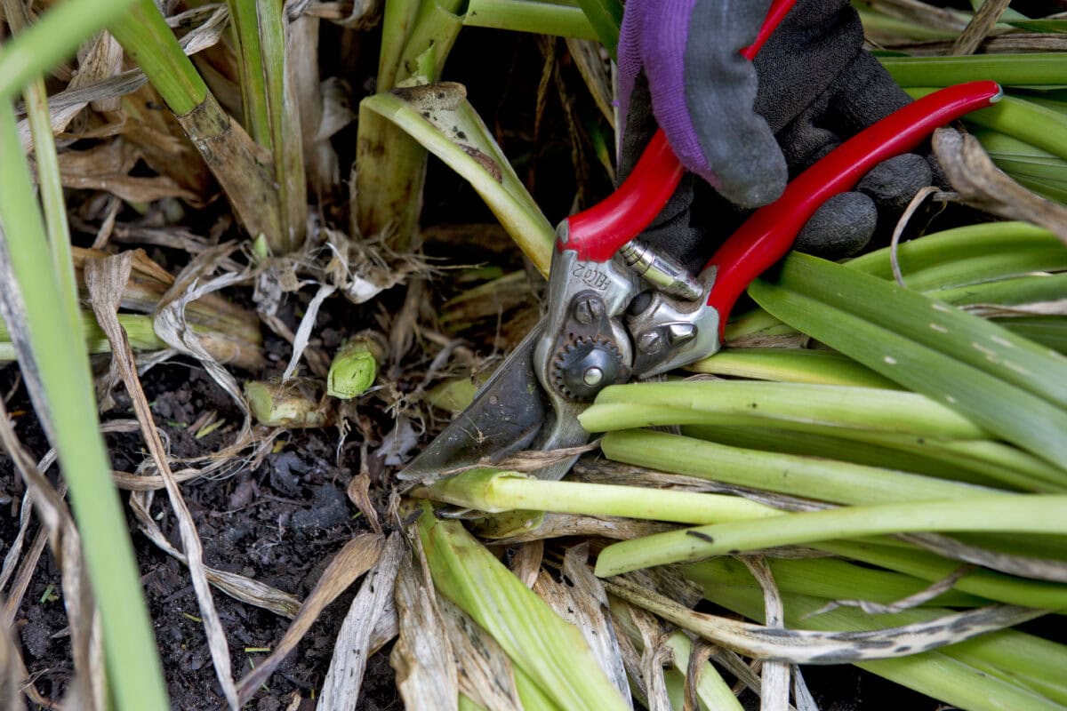 Iemand snoeit met een snoeischaar een daglelie: blad wordt opzij gehouden.