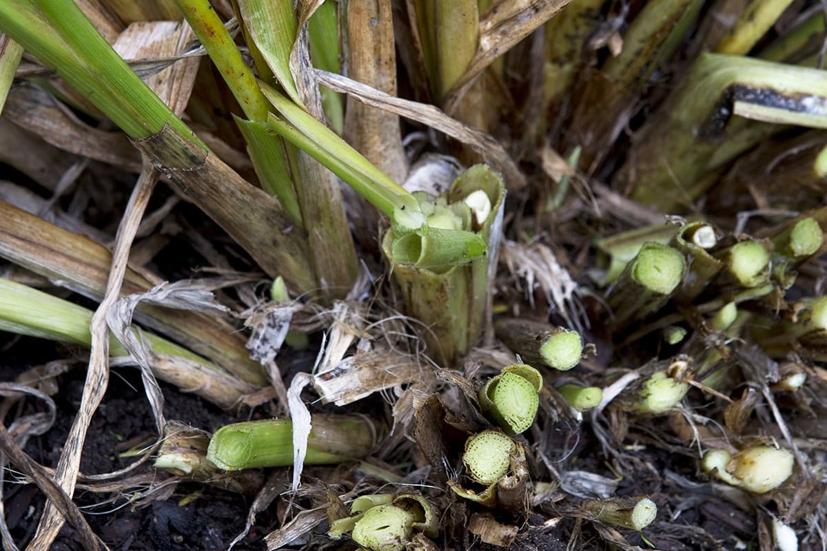 Daglelie is gesnoeid: halve bladmateriaal is weggenomen tot aan de grond (ca. 5 cm)