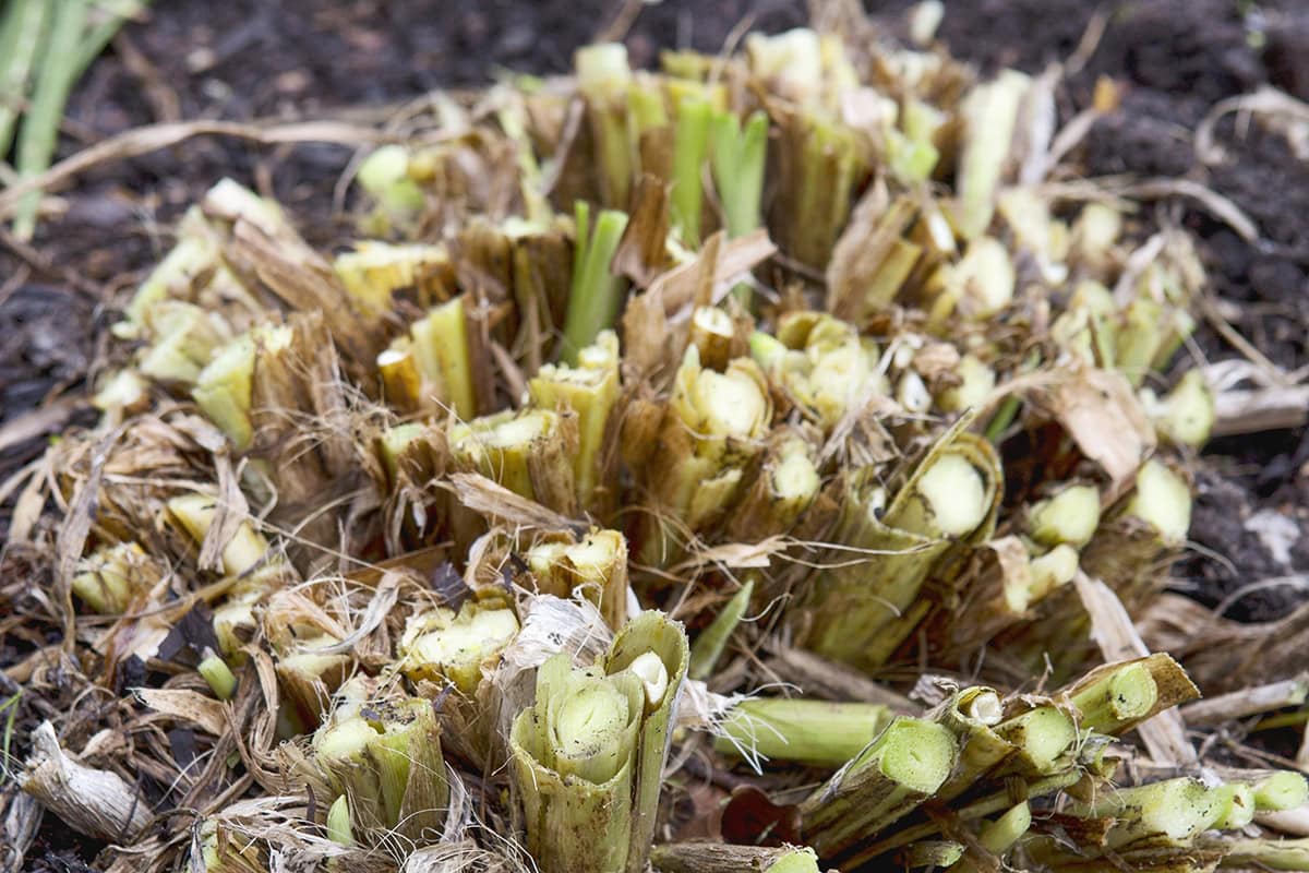 Daglelie is helemaal gesnoeid tot ca. 5 cm boven de grond: een kale pol.