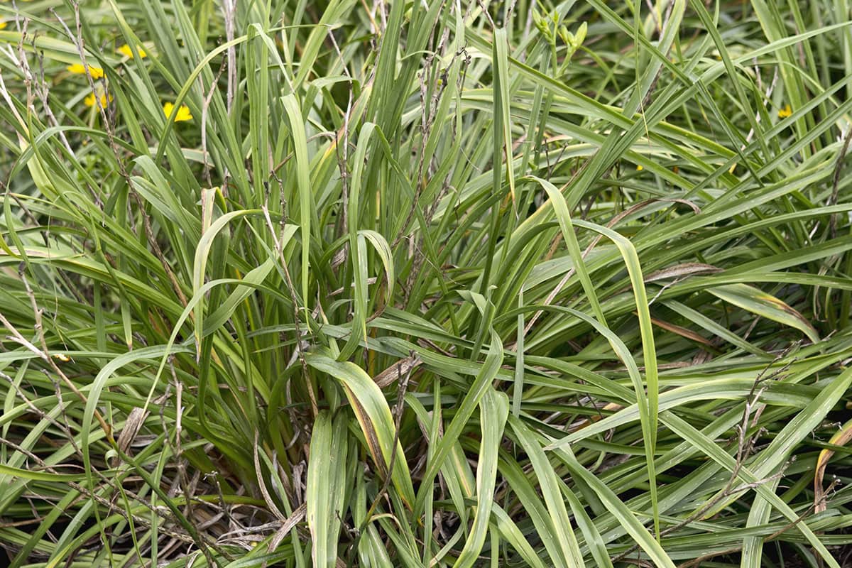 Een daglelie met slordig groen/bruin blad.