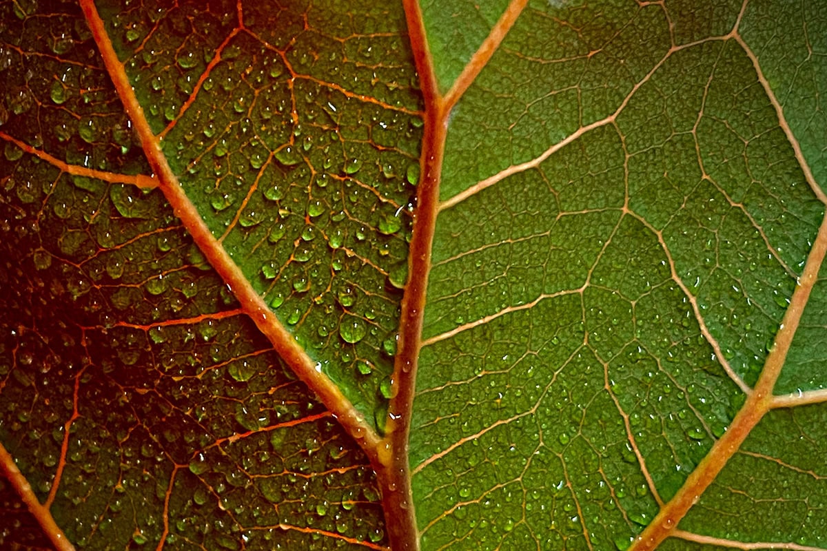 Blad met rode nerven en waterdruppels