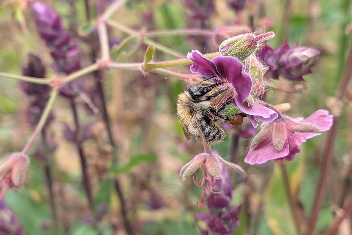 Paarse bloem met insect.
