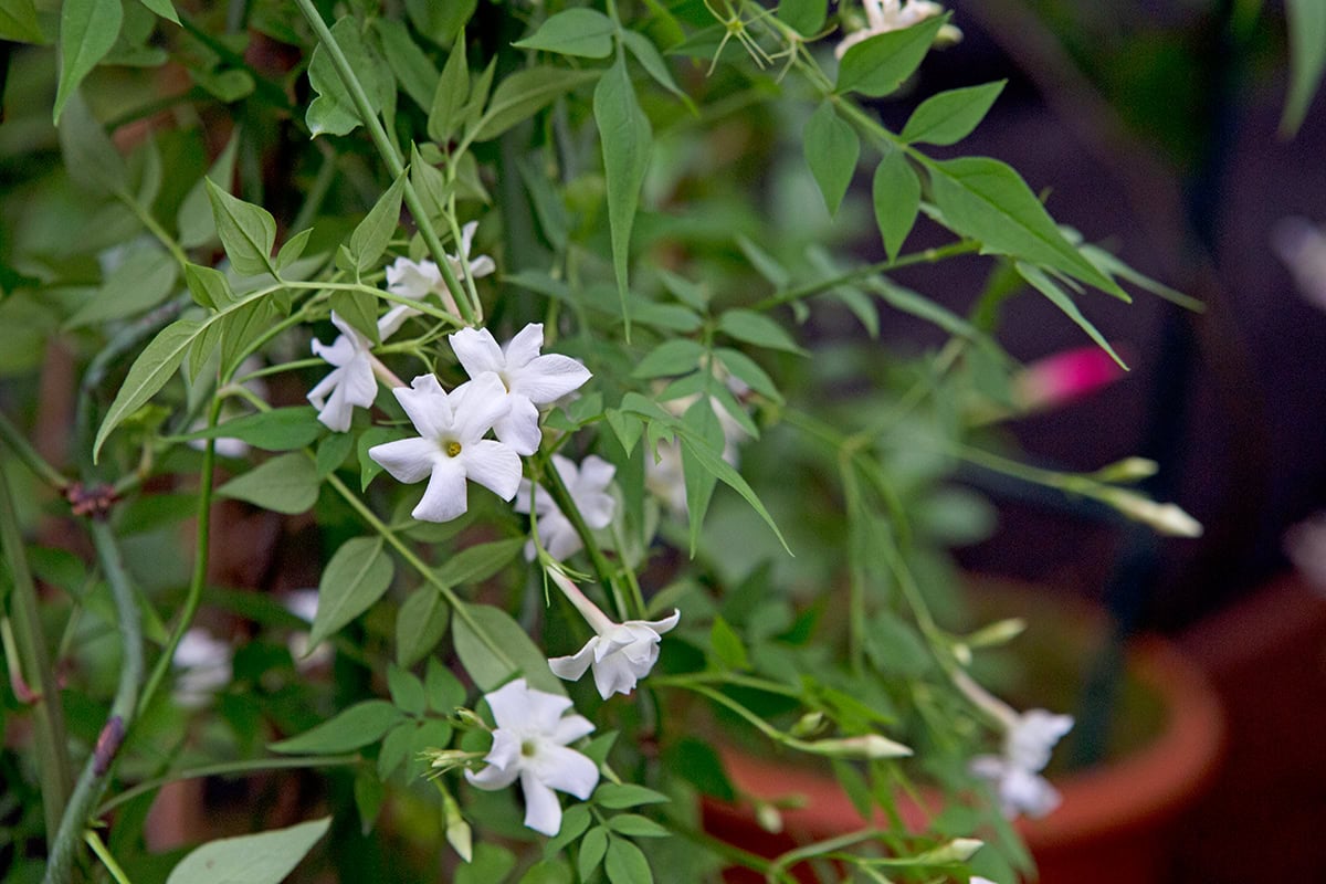 Witte bloemen aan groene struik