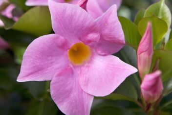 Close-up van een roze torompletbloem van Mandevilla.