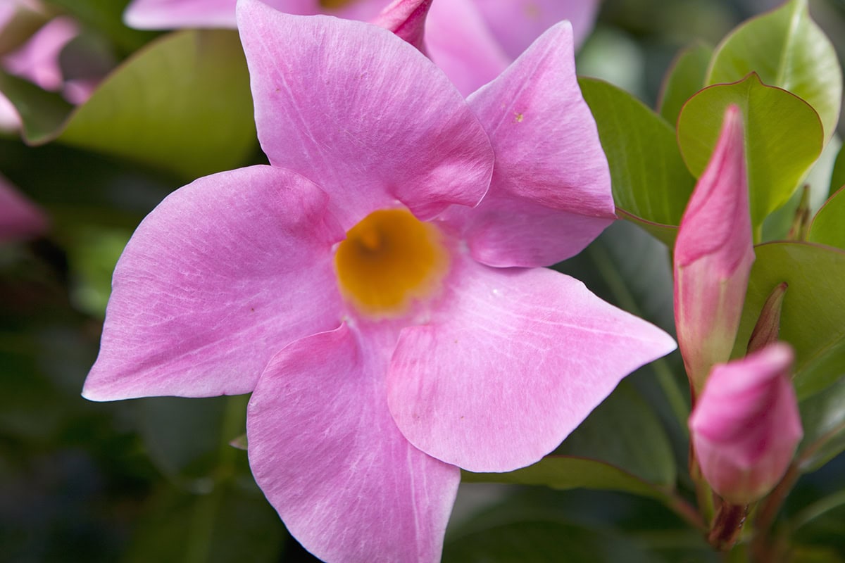 Close-up van een roze torompletbloem van Mandevilla.