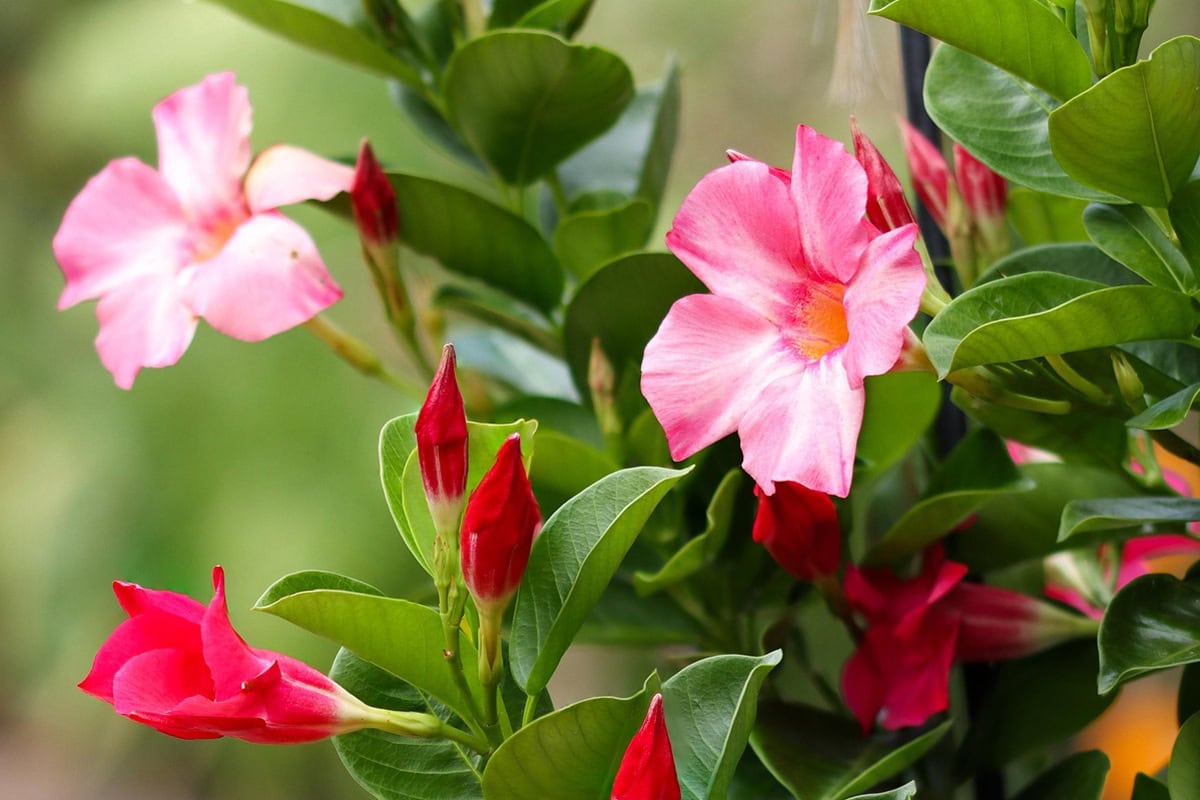 Mandevilla roze bloemen met groen blad.