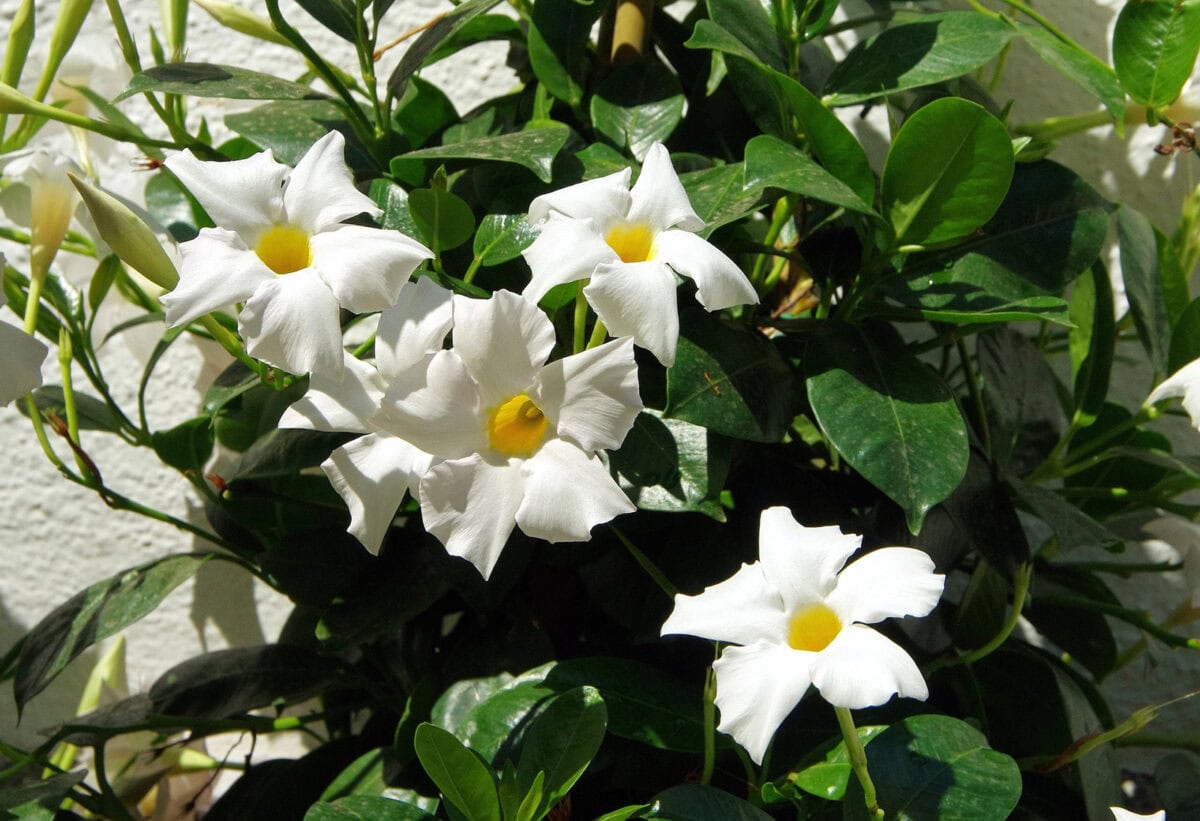 Witte bloemen met een geel hart, van de Mandevilla, een klimplant.