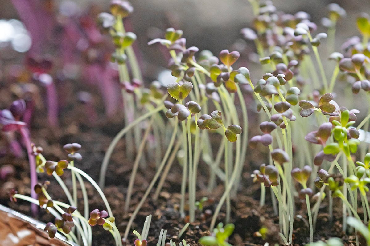 Kiemplantjes in de aarde 