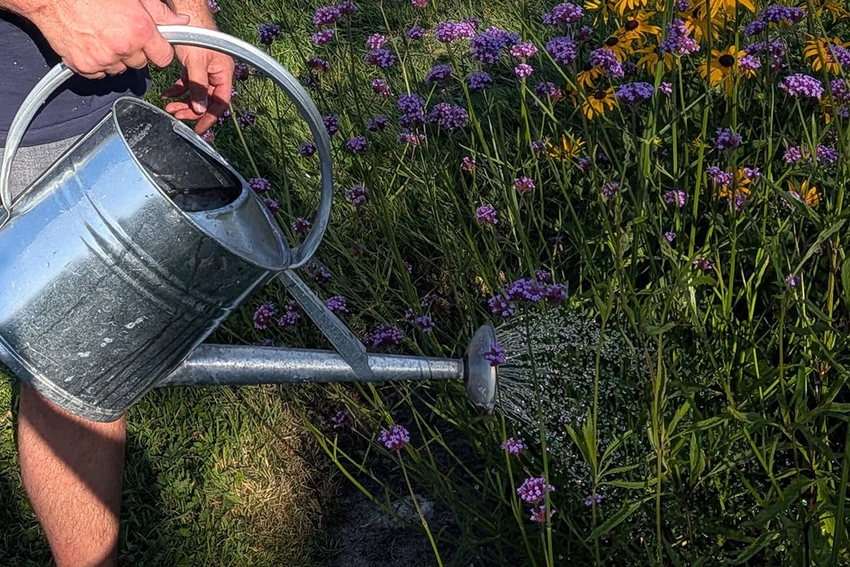 Met een gieter krijgen bloeiende planten water.