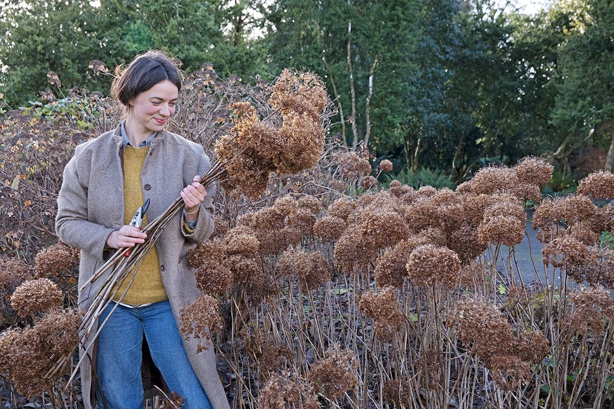 Vrouw plukt stengels pluimhortensia in de winter