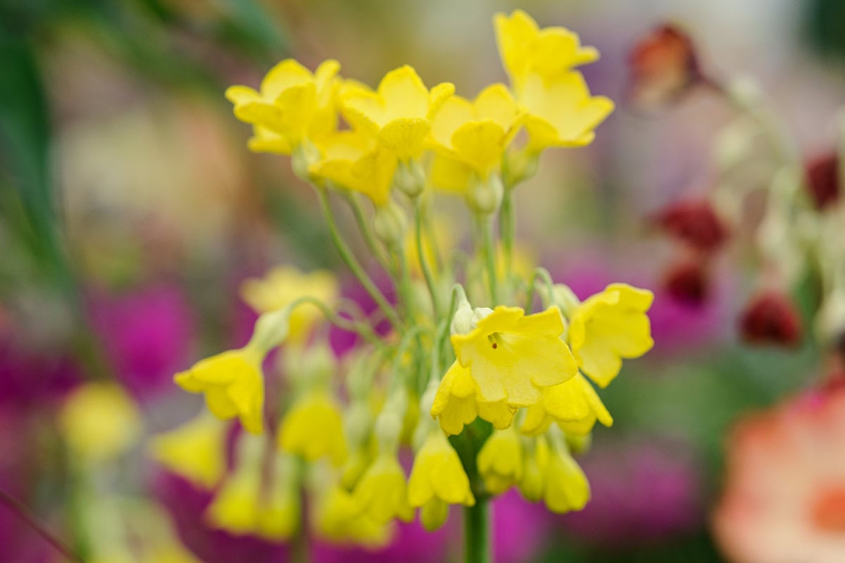 Opgaande en hangende gele bloemen aan stengels.
