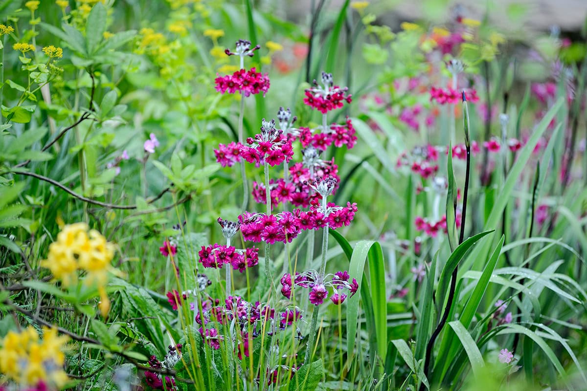 Dieproze bloemen aan hoge groene stengels.