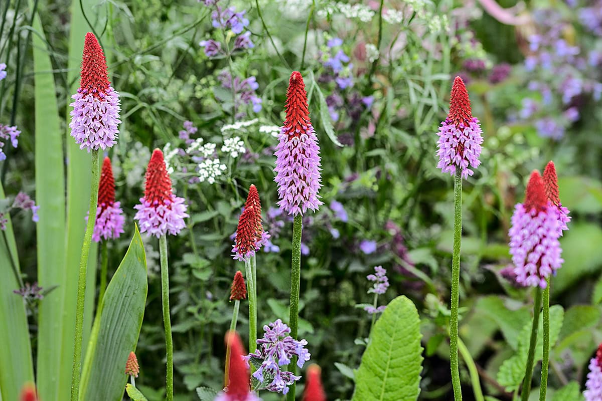 Hoog opgaande bloemen met rood en paars