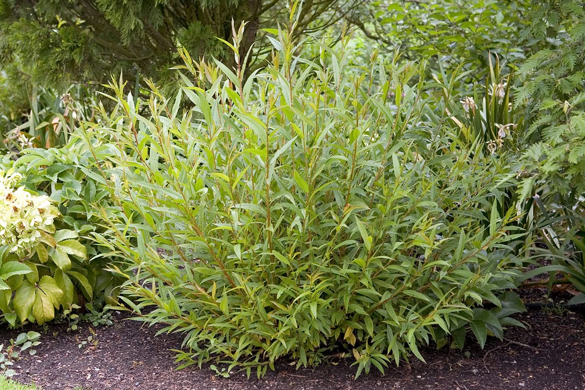 Groene boom in border