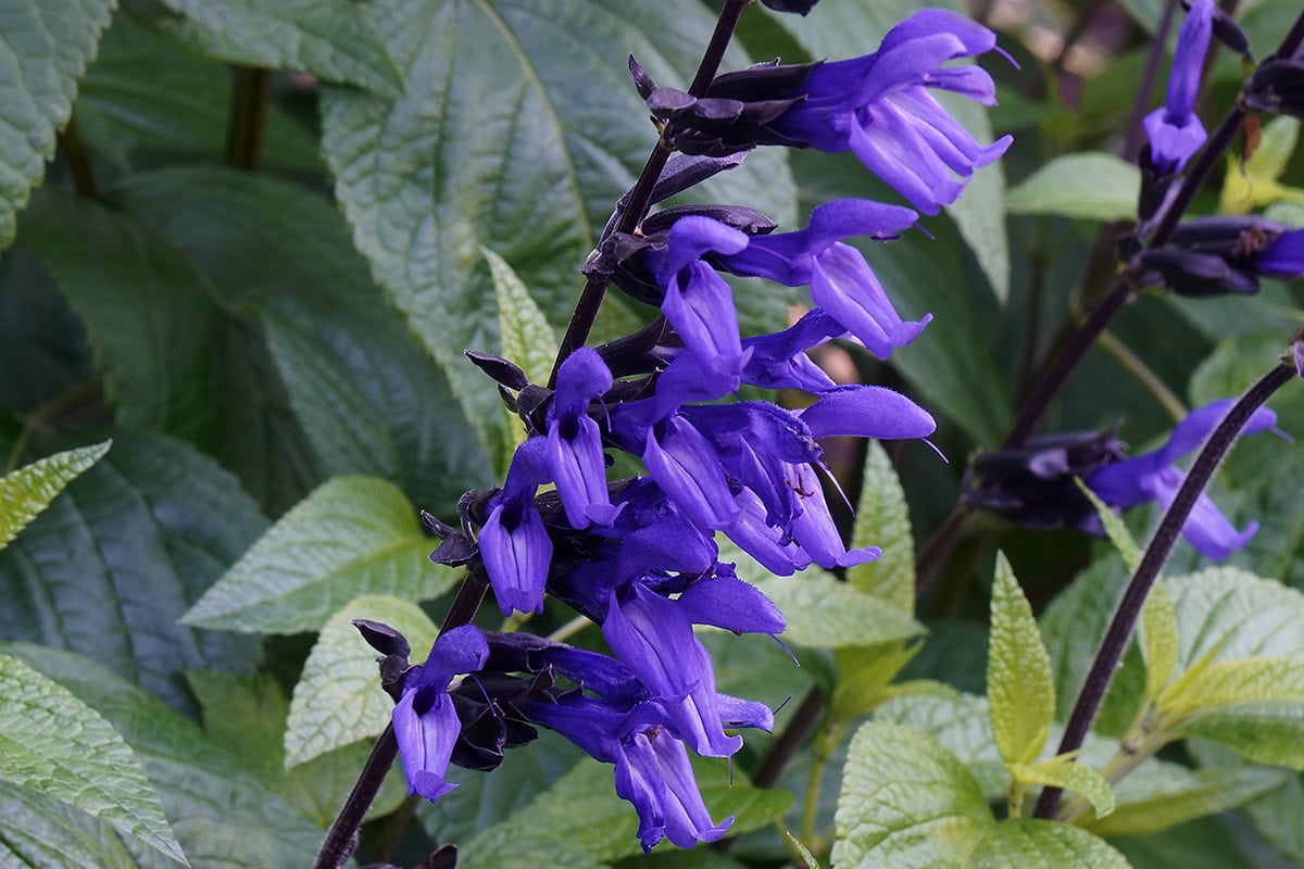 De blauwpaarse bloemen van Salvia guaranitica