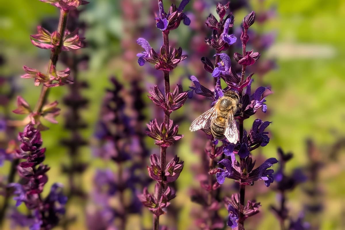Paarse bloemen met insect.
